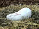 Кролик: Белый Великан